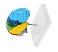 HEALLILY Modelo de medio cerebro derecho humano con anotaciones de color para el aprendizaje de neurociencia, representación anatómica precisa para la enseñanza de la educación médica