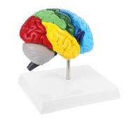 HEALSOPTHY Educación Médica Maqueta de Funciones del Herramienta Esencial para Estudio y Aprendizaje Ciencias Salud