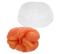 HEALSOPTHY Exhibición De Cerebro Biológico Modelo De Estudio Anatómico Modelo De Cerebro Científico Herramienta Cerebral Para Aula Herramienta De Anatomía Cerebral