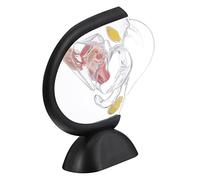 HEALSOPTHY Modelo Médico de Útero Transparente de Pvc, Tamaño Compacto, Modelo Anatómico de Pared Uterina, Herramienta Didáctica para Enseñanza y Estudio del Sistema Reproductor Femenino