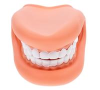 Healvian Estructura Realista de Dientes en Pvc para Enseñanza, Demostración de Técnicas de Cepillado para Escuelas y Clínicas Educativas