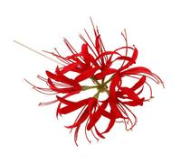 Healvian Horquilla De Flores Roja Para Cabello Accesorio Hanfu Pin De Pelo Artesanal Para Mujeres y Niñas Para Peinados De Recogido y Ocasiones Especiales