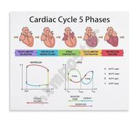 Heart Cardiac Cycle 5 Phases Pressure Volume Loops Diagram Poster Education Canvas Wall-Art for Nursing School(Unframed,08x12inch(20x30cm))