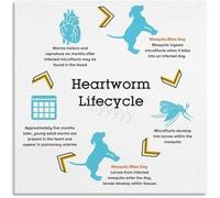 Heartworm Life Cycle Pet Health Awareness Canvas Poster for Living Space Decor(Framed,16x24inch(40x60cm))