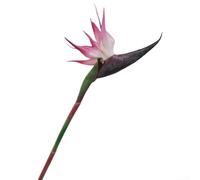 HEBEOT Juego de 6 tallos artificiales de ave del paraíso, decoración floral tropical realista para arreglos interiores y exteriores, bodas, fiestas, hoteles, oficinas y jardines con (trompeta rosa)