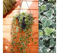 Hedera Ivy - Cesta para colgar en interiores, color blanco hiedra con colas largas