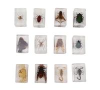 HEEPDD 12 Muestras de Insectos Reales, Material de Resina, Educación Científica, Muestra de Insectos en el Aula, con Realistas 1:1 para Regalo de Niños y Decoración del H