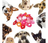 HEEPDD Pequeñas de 30 Piezas PE Hair Bows with Pearl Decor Diseño de Flores de Poliéster de para Perros Diarios Diarios Adecuados para Pomeranian Maltés Yorkshire Terrier