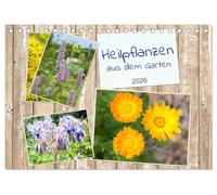 Heilpflanzen aus dem Garten (Tischkalender 2026 DIN A5 quer), CALVENDO Monatskalender: Vergessene Heilkräuter wieder kennenlernen