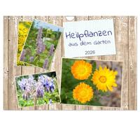 Heilpflanzen aus dem Garten (Wandkalender 2026 DIN A4 quer), CALVENDO Monatskalender: Vergessene Heilkräuter wieder kennenlernen