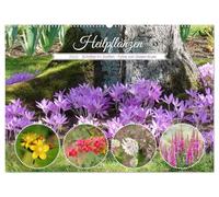 Heilpflanzen - Schätze im Garten (Wandkalender 2026 DIN A2 quer), CALVENDO Monatskalender: Überraschend viele Pflanzen in unseren Gärten haben eine ... und finden Verwendung in der Naturmedizin