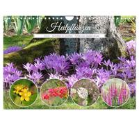 Heilpflanzen - Schätze im Garten (Wandkalender 2026 DIN A4 quer), CALVENDO Monatskalender: Überraschend viele Pflanzen in unseren Gärten haben eine ... und finden Verwendung in der Naturmedizin
