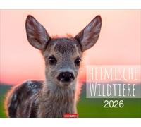 Heimische Wildtiere Kalender 2026: Von Igel bis Wildschein: Naturkalender im Großformat mit heimischen Tieren. Posterkalender für Tierfreunde. Hochwertiger großer Wandkalender.