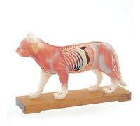 HeineScientific Modelo acupuntura gato
