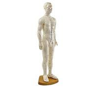 HeineScientific Modelo de acupuntura