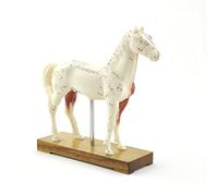 HeineScientific Modelo de acupuntura Caballo