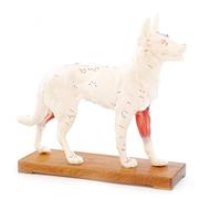 HeineScientific Modelo de acupuntura canina