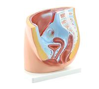 HeineScientific Modelo de pelvis femenina