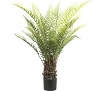 Helecho arborescente Dicksonia maceta de plástico