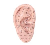 HELEVIA Modelo de Masaje de Oído con Puntos de Acupuntura de 17 Cm, Modelo de Masaje de Zona del Oído, Puntos de Acupuntura Claramente Etiquetados, para Enseñar Reflexología