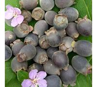 HELLOYOUNG Té de hierbas aromático natural de China Receta tradicional antigua Comida verde sabor refrescante (500g)