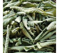 HELLOYOUNG Té De Hojas De Guayaba Elaborado Artesanalmente Sin Aditivos Té Verde De Hierbas Una Refrescante Bebida De Té De Hierbas De Hojas Sueltas (250g)