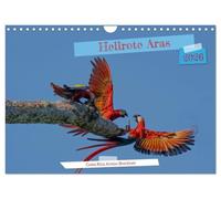 Hellrote Aras (Wandkalender 2026 DIN A4 quer), CALVENDO Monatskalender: Aras in ihrer Farbepracht verzaubern jeden Beobachter in erstaunen, keine Papageienart ist so imposant wie die Aras.