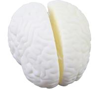 Hemisferios cerebrales Grandes Naturales - Modelo de hemisferio Cerebral a tamaño Real - Material didáctico de biología, Material de Aprendizaje for Estudiantes, Equipo Experimental