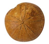 Hemobllo 1Pieza Erizo de Mar Fósil Decoración Científica Adorno Educativo para Paleontología Especimen Fósil para Apreciación y Enseñanza