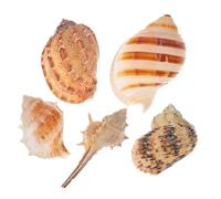 Hemobllo 5 Piezas Conjunto de Conchas Marinas Naturales para Decoración de Acuarios Refugios para Peces Variedad de Formas Auténticas Accesorio Decorativo Marino para Peceras