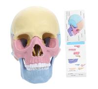 Hemobllo de Cráneo Desmontable para Educación Stem de Anatomía para Herramienta de Aprendizaje Interactiva para Clases de Biología y Anatomía