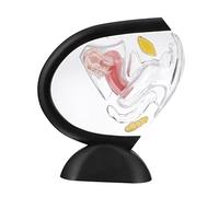 Hemobllo Didáctico de Útero Femenino Transparente Médico de Órgano Humano Herramienta de Enseñanza Portátil en PVC para Profesionales de Salud y Enfermeros en Educación