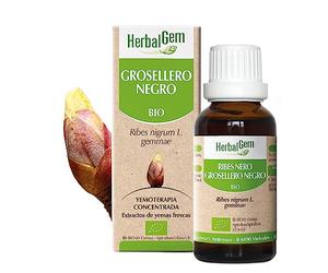 HERBALGEM - Macerado Madre - Grosella Negra Orgánica - Suplemento Alimenticio Concentrado de Yemoterapia - Extracto de brotes Frescos - Para Articulaciones, Músculos - Vegano - 30ml