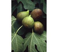 Herboplanet Msa Ficus Carica Yemas Higuera 50Ml. 1 Unidad 50 ml