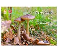 Herbstzeit ist Pilzezeit (Wandkalender 2026 DIN A2 quer), CALVENDO Monatskalender: Ein herbstlicher Streifzug durch den bunten Wald