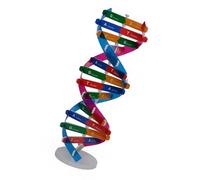 Heredity Learning Aid - Juego de montaje de estructura de ADN con sustancia de papel segura, modelo educativo de ADN