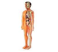 Herklotzn de AnatomíA del Cuerpo Humano 3D, Esqueleto de PláStico para NiñOs de Ayuda para el Aprendizaje Temprano, Juguetes Educativos