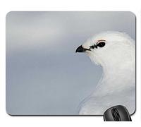 Hermoso cojín de ratón de pájaro fresco, un amigo polar para nuestro oso polar y maravilloso amigo Tony (Nannouk) :) Alfombrilla de ratón, alfombrilla de ratón