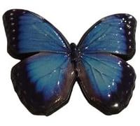 Hermoso pin de mariposa morfo azul