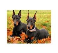 Hermoso Rompecabezas de dóberman otoñal para Adultos de 500 Piezas: Rompecabezas de Madera para Adultos Mayores