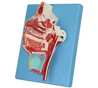 Herramienta de Aprendizaje de tamaño Natural, Boca, Nariz, faringe, Garganta, nervio Vascular, Modelo de PVC, Modelo anatómico de órganos Humanos, Modelo de Esqueleto para enseñanza médica.