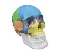 Herramienta de aprendizaje desmontable de anatomía de color 4D desmontable, modelo de calavera, tamaño real, órganos humanos, modelo anatómico, herramienta de enseñanza