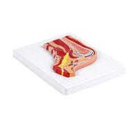 Herramienta de enseñanza anatómica de hombro con estructura de músculos y ligamentos codificados por colores para entrenamiento clínico, modelo anatómico de hombro