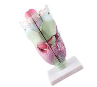 Herramienta de enseñanza de órganos modelo de laringe humana, anatomía, anatómica ampliada para estudiantes, suministros de enseñanza anatómica para la escuela