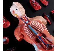 Herramienta de enseñanza de torso humano Modelo de anatomía del torso Múltiples órganos Modelo de torso humano unisex Modelos de anatomía Modelo anatómico del cuerpo humano Esqueleto Anatomía médica d
