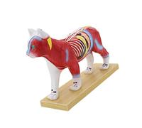 Herramienta de enseñanza veterinaria Modelo anatómico de punto de acupuntura felino canino con puntos meridianos marcados para entrenamiento clínico Modelo de práctica de punción para mascotas