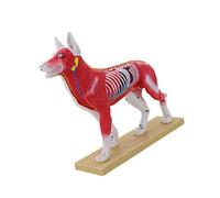 Herramienta de enseñanza veterinaria Modelo anatómico de punto de acupuntura felino canino con puntos meridianos marcados para entrenamiento clínico Modelo de práctica de punción para mascotas