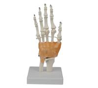 Herramienta educativa articulada de esqueleto de mano para aprender anatomía, artistas y proyectos científicos, modelo de anatomía de PVC