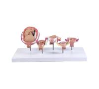 Herramienta educativa para el desarrollo del embrión fetal humano, modelo desmontable de cinco partes, anatomía realista para entrenamiento, aprendizaje, embarazo, modelo de embrión