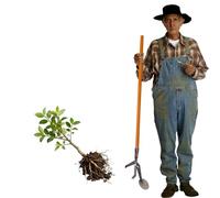 Herramienta extractora de árboles - Extractor multiusos para raíces y tallos, ideal para retoños y eliminación de cepillo, 103 cm de longitud para un fácil manejo